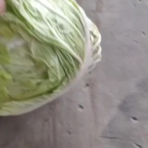 大白菜