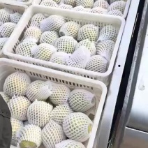 【精品】玉露香梨产地直供质量保证规格齐全售后一条龙