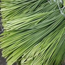 山东金乡蒜薹杂交蒜薹打捆白帽蒜苔条形直水分足冷库打冷耐储存