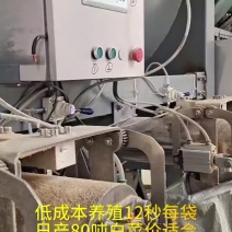 低成本养殖12秒每袋日产80吨白菜价#发酵饲料#发酵豆