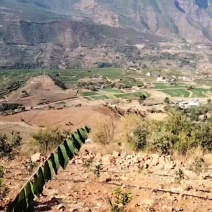 释迦果