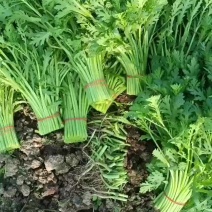 茼蒿菜