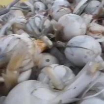 精品靓慈菇，现挖现售，价格合理欢迎老板下单详聊、大量有货
