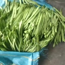 山东莘县大量供应扁豆基地货源货充足对接电商欢迎来电