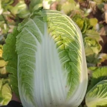 黄心白菜