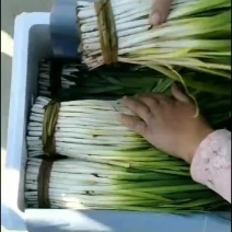 精品头刀长白韭菜上市，各种质量价格有货。