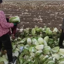 黄心白菜