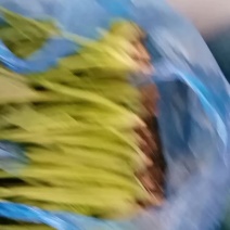 大叶菠菜