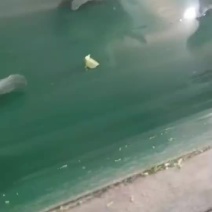 西兰花便宜了量大