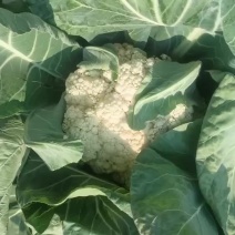 白花批发