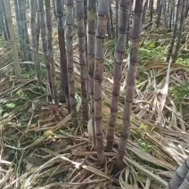 黑皮甘蔗上市中