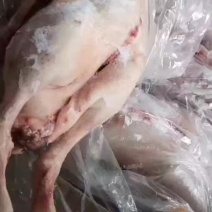 心肝鹅，白羽大鹅，黄河大鹅，都有货各种规格