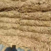 大包克拉斯铡断稻草货好价低