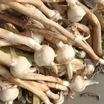 精品茨菇