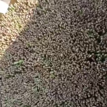 精品韭菜产地直发，货源充足当天发货