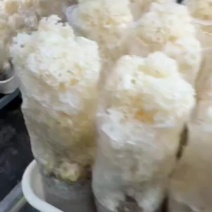 绣球菌人工种植，品质保证，一手货源，欢迎大家来电咨询