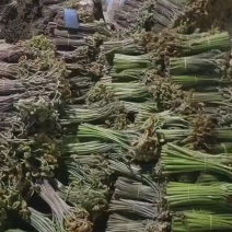 蕨菜贵州高山蕨菜龙爪菜市场货加工厂
