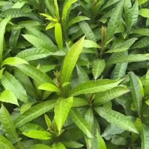 蛋黄果苗（鸡蛋果）