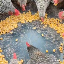 玉米喂养优质芦花鸡