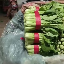 邯郸永年区精品小白菜量大从优欢迎详谈