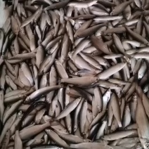 刚上水的小鱼