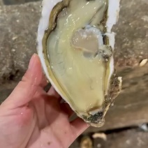 生蚝牡蛎特大单只4-6两大肥蚝