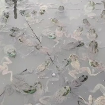钟山田鸡