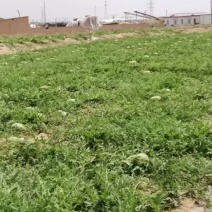 沙地