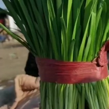 韭菜大量上市需要的老板电话联系吧