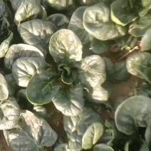 大棚趴地菠菜需要的老板联系