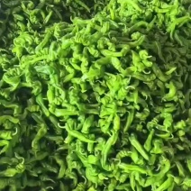 螺丝椒，泡椒，辣妹，皱皮，线椒，陇椒大量有货
