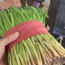 昌黎红根韭菜大量上市需要的老板随时联系