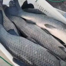 青鱼电话联系