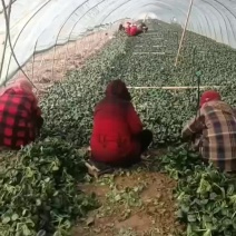 趴地菠菜大量货源
