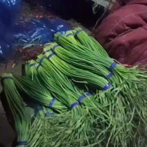 莒县蒜薹哪里便宜。红帽蒜薹产地直发，蒜薹价格，电商货