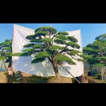 罗汉松