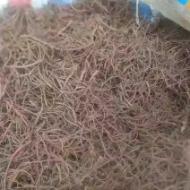 紫苑芽