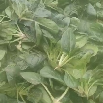 大棚趴地菠菜欢迎各位老板采购