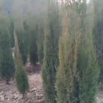 塔柏
