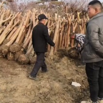处理紫薇，垃圾紫薇，占地紫薇，拆迁紫薇
