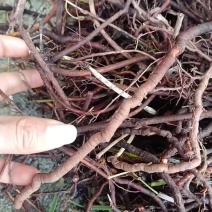 茜草