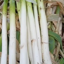 河南钢葱，毛葱，地头直发，质量保证，价格美丽！