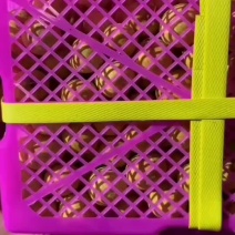 泰国龙眼精品二合一
