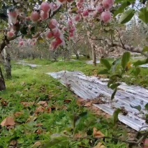 山西纸加膜苹果红富士