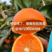 四川塔罗科血橙大量上市货源充足对接批发电商