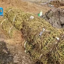 空心菜老杆出售