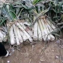 【推荐】鸡腿葱河北大葱大量上市欢迎咨询