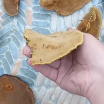 桑黄，藏区野生岩桑黄，产地直供欢迎各位老板合作对接全干货