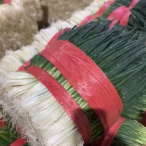 【推荐】云南精品优质小葱产地直发实力代发欢迎致电合作