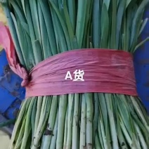 精品韭菜大量上市欢迎老板来电话电话联系，产地直发，货源充